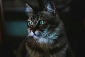 NestJS 微服务 | NestJS Microservices