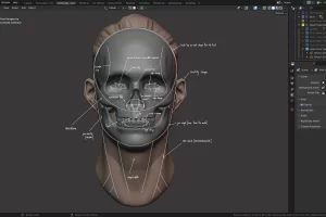 [Gumroad]头部雕刻大师 – 3D 搅拌机课程 – 新更新！ (V1.3) | Master Sculpting Heads – 3D Blender Course – New Update! (V1.3)