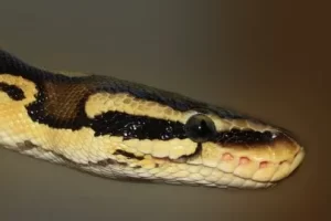 [Udemy]Python 开发第一步和开发 IDE 平台 | Python Development First Steps and Development IDE Platform